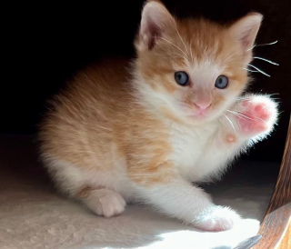 Illustration de l'article : Des dizaines de chats errants peuplent un stade de baseball, car il leur offre des conditions de vie uniques