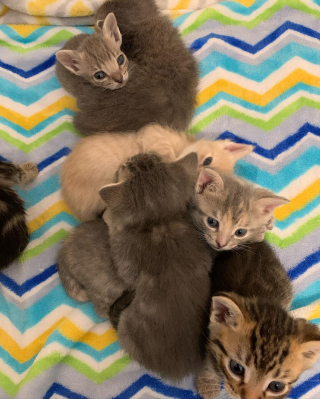 Illustration de l'article : Un chaton surmonte ses problèmes de santé et de croissance, puis devient le grand frère des nouveaux rescapés