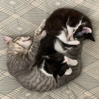 Illustration de l'article : Un chaton surmonte ses problèmes de santé et de croissance, puis devient le grand frère des nouveaux rescapés