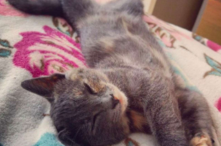 Illustration de l'article : Au cours de ses vacances, elle découvre un chaton caché parmi les ordures et lui offre une nouvelle vie !