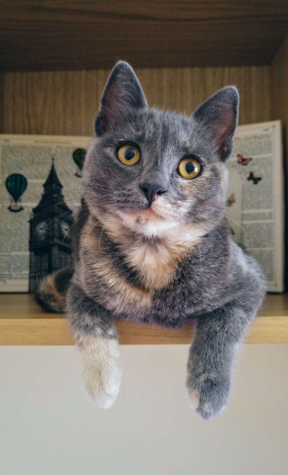 Illustration de l'article : Au cours de ses vacances, elle découvre un chaton caché parmi les ordures et lui offre une nouvelle vie !