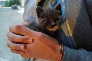 Illustration de l'article : Au cours de ses vacances, elle découvre un chaton caché parmi les ordures et lui offre une nouvelle vie !