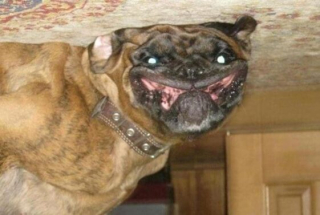 Illustration de l'article : 12 photos de chiens et chats loufoques