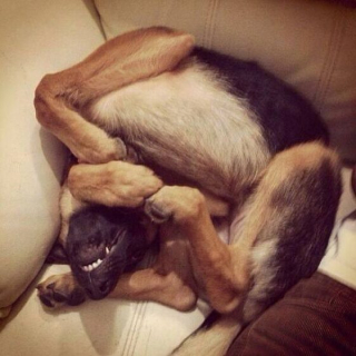 Illustration de l'article : 12 photos de chiens et chats loufoques