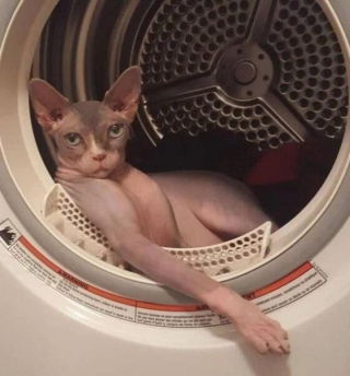 Illustration de l'article : 12 photos de chiens et chats loufoques
