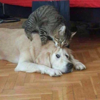 Illustration de l'article : 12 photos de chiens et chats loufoques