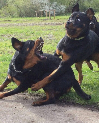 Illustration de l'article : 12 photos de chiens et chats loufoques