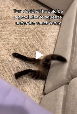 Illustration de l'article : La vidéo virale d'un chat sauvant son frère coincé sous le canapé rappelle une scène mythique du Roi Lion