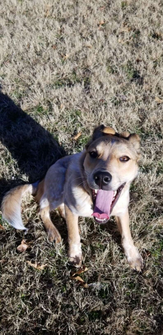 Illustration de l'article : En suivant un groupe d'amis dans un parc, ce pauvre chiot abandonné entame un changement radical de vie