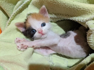 Illustration de l'article : Seul survivant de sa portée, ce chaton frêle et couvert de parasites se bat pour avoir une belle vie