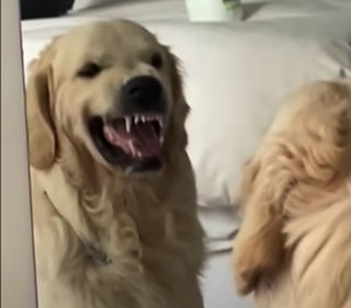 Illustration de l'article : Ce Golden Retriever fait des grimaces menaçantes lorsqu’il découvre son reflet dans le miroir