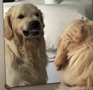 Illustration de l'article : Ce Golden Retriever fait des grimaces menaçantes lorsqu’il découvre son reflet dans le miroir