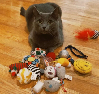 Illustration de l'article : 14 photos de chiens et chats qui vont faire grimper en flèche votre indice de bonne humeur