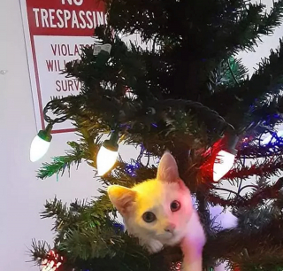 Illustration de l'article : 14 photos de chiens et chats qui vont faire grimper en flèche votre indice de bonne humeur