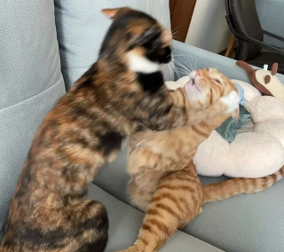 Illustration de l'article : 14 photos de chiens et chats qui vont faire grimper en flèche votre indice de bonne humeur