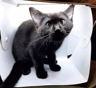 Illustration de l'article : 14 photos de chiens et chats qui vont faire grimper en flèche votre indice de bonne humeur