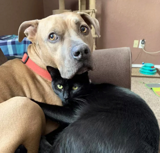 Illustration de l'article : 14 photos de chiens et chats qui vont faire grimper en flèche votre indice de bonne humeur