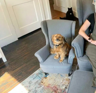 Illustration de l'article : 14 photos de chiens et chats qui vont faire grimper en flèche votre indice de bonne humeur