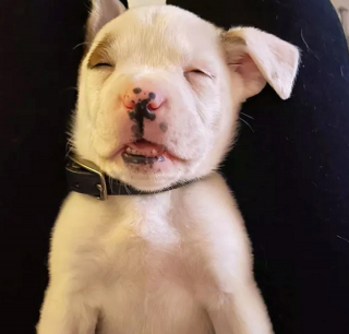 Illustration de l'article : 14 photos de chiens et chats qui vont faire grimper en flèche votre indice de bonne humeur