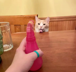 Illustration de l'article : 14 photos de chiens et chats qui vont faire grimper en flèche votre indice de bonne humeur