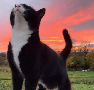 Illustration de l'article : 14 photos de chiens et chats qui vont faire grimper en flèche votre indice de bonne humeur