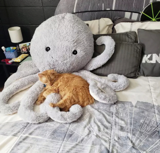 Illustration de l'article : 14 photos de chiens et chats qui vont faire grimper en flèche votre indice de bonne humeur