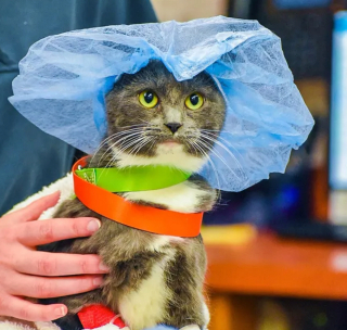 Illustration de l'article : 14 photos de chiens et chats qui vont faire grimper en flèche votre indice de bonne humeur