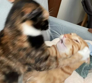 Illustration de l'article : 14 photos de chiens et chats qui vont faire grimper en flèche votre indice de bonne humeur