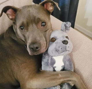 Illustration de l'article : 14 photos de chiens et chats qui vont faire grimper en flèche votre indice de bonne humeur