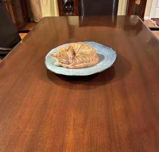 Illustration de l'article : 14 photos de chiens et chats qui vont faire grimper en flèche votre indice de bonne humeur