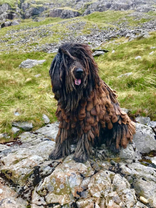 Illustration de l'article : 20 chiens et chats avec des caractéristiques physiques uniques qui les rendent absolument craquants