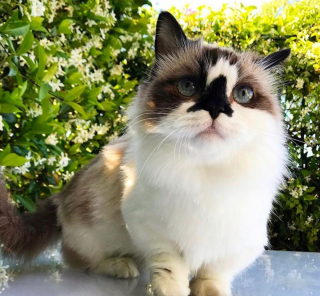 Illustration de l'article : 20 chiens et chats avec des caractéristiques physiques uniques qui les rendent absolument craquants