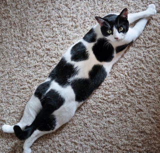 Illustration de l'article : 20 chiens et chats avec des caractéristiques physiques uniques qui les rendent absolument craquants