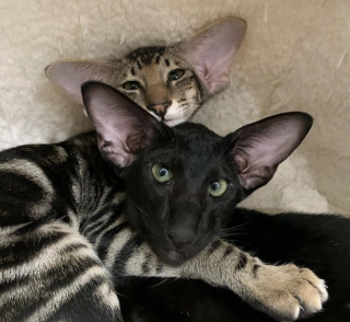 Illustration de l'article : 20 chiens et chats avec des caractéristiques physiques uniques qui les rendent absolument craquants