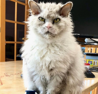 Illustration de l'article : 20 chiens et chats avec des caractéristiques physiques uniques qui les rendent absolument craquants