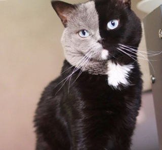 Illustration de l'article : 20 chiens et chats avec des caractéristiques physiques uniques qui les rendent absolument craquants