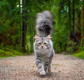 Illustration de l'article : 20 chiens et chats avec des caractéristiques physiques uniques qui les rendent absolument craquants