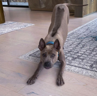 Illustration de l'article : 20 chiens et chats avec des caractéristiques physiques uniques qui les rendent absolument craquants