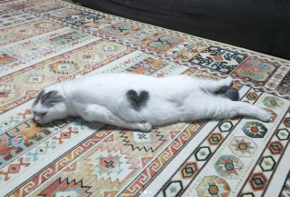 Illustration de l'article : 20 chiens et chats avec des caractéristiques physiques uniques qui les rendent absolument craquants