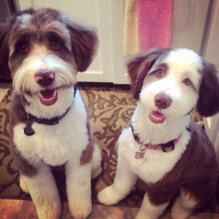 Illustration de l'article : 20 chiens et chats avec des caractéristiques physiques uniques qui les rendent absolument craquants