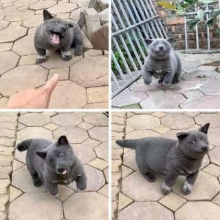 Illustration de l'article : 20 chiens et chats avec des caractéristiques physiques uniques qui les rendent absolument craquants