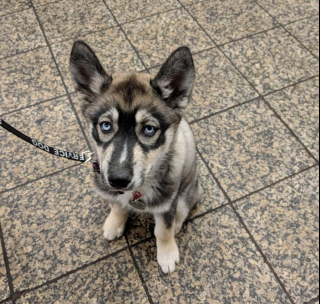 Illustration de l'article : 20 chiens et chats avec des caractéristiques physiques uniques qui les rendent absolument craquants