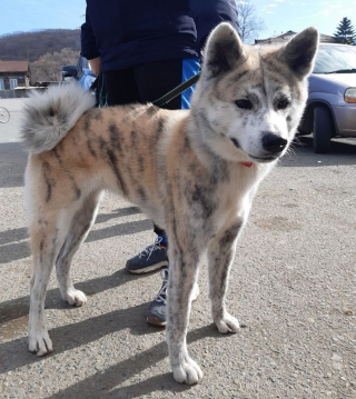 Illustration de l'article : 20 chiens et chats avec des caractéristiques physiques uniques qui les rendent absolument craquants