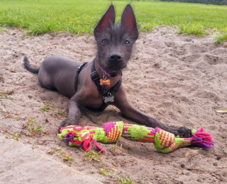 Illustration de l'article : 20 chiens et chats avec des caractéristiques physiques uniques qui les rendent absolument craquants