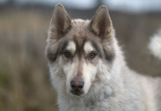 Illustration de l'article : 20 chiens et chats avec des caractéristiques physiques uniques qui les rendent absolument craquants