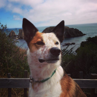 Illustration de l'article : 20 chiens et chats avec des caractéristiques physiques uniques qui les rendent absolument craquants