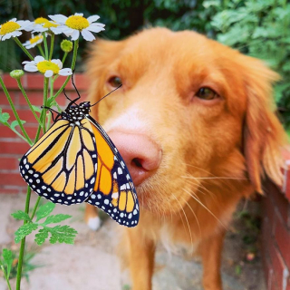 Illustration de l'article : 15 photos poétiques d'un chien tombé sous le charme des papillons