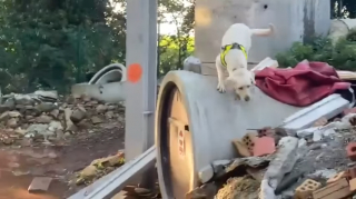 Illustration de l'article : Refoulé car jugé indiscipliné et ingérable, ce Labrador donne tort à tout le monde en devenant chien de recherche