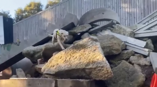 Illustration de l'article : Refoulé car jugé indiscipliné et ingérable, ce Labrador donne tort à tout le monde en devenant chien de recherche