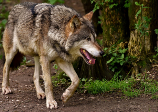 Illustration de l'article : La faculté de communiquer avec l’humain serait innée chez le chien grâce à la domestication